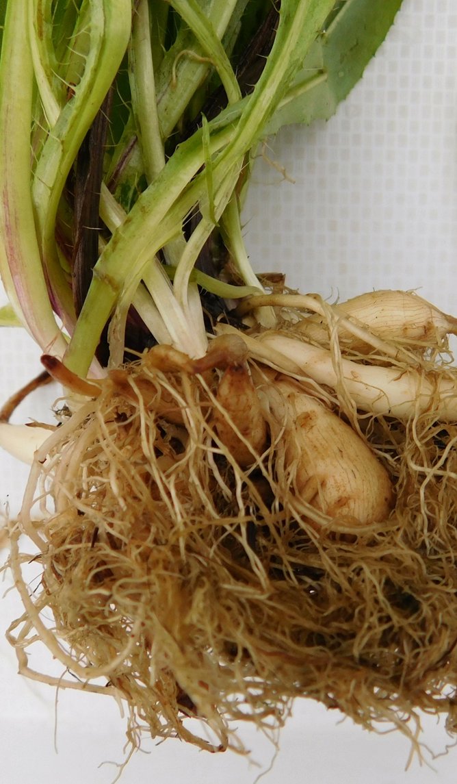 ExFuMo1's tweet image. When is a plant truly established? Clonal species challenge previous assumptions
A new on the blog ▶️1url.cz/hJi3v
@IBOTCZ #GoBelowground #ExFuMo #clonality #rhizome #establishment