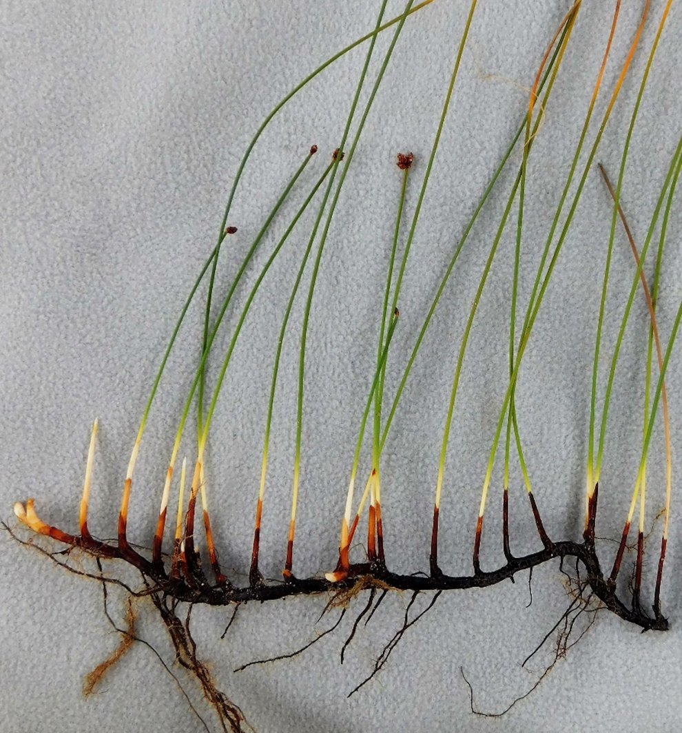 ExFuMo1's tweet image. When is a plant truly established? Clonal species challenge previous assumptions
A new on the blog ▶️1url.cz/hJi3v
@IBOTCZ #GoBelowground #ExFuMo #clonality #rhizome #establishment