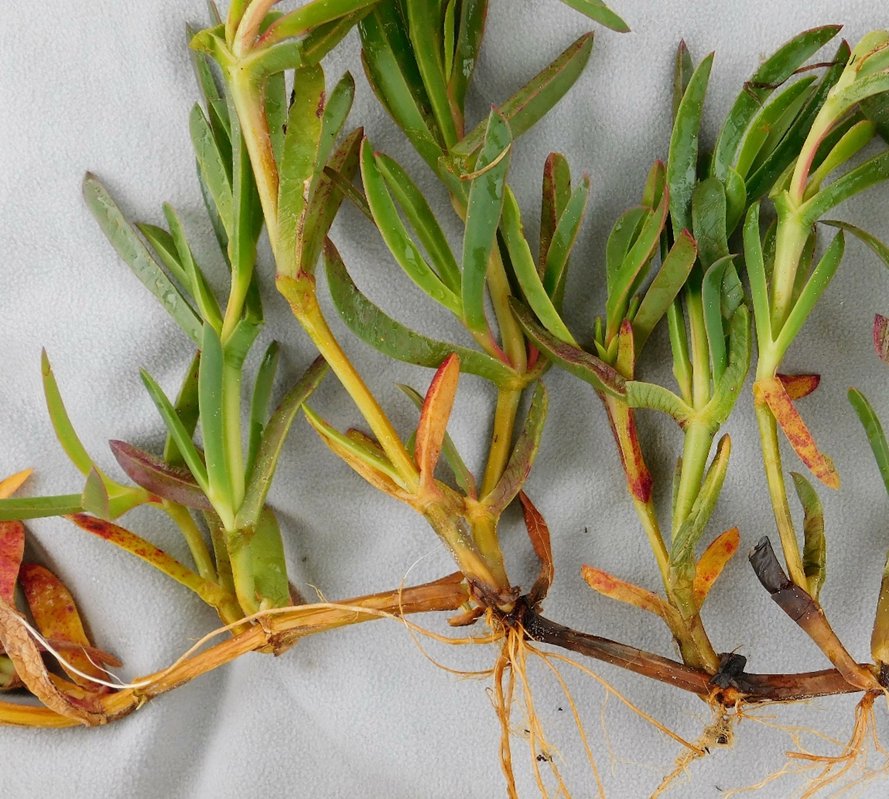 ExFuMo1's tweet image. When is a plant truly established? Clonal species challenge previous assumptions
A new on the blog ▶️1url.cz/hJi3v
@IBOTCZ #GoBelowground #ExFuMo #clonality #rhizome #establishment