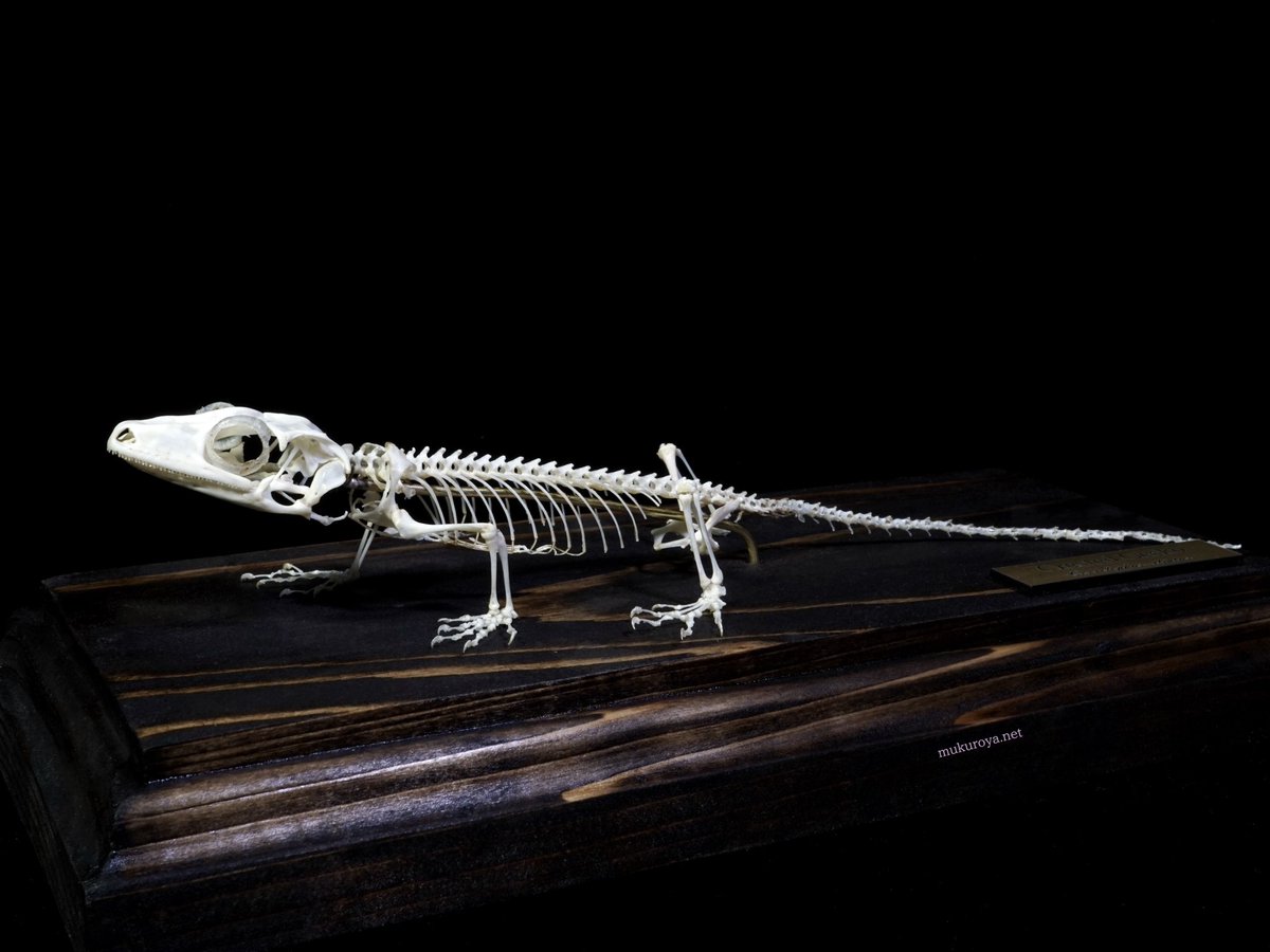 mukuroyahonpo's tweet image. クレステッドゲッコー 骨格標本
Correlophus ciliatus
全長17cmほど
首が短くてかわいらしいです。
歯もレオパに比べれば全然鋭くないのですが、そもそもレオパが強すぎるのかもしれない🧐
ありがとうございました!