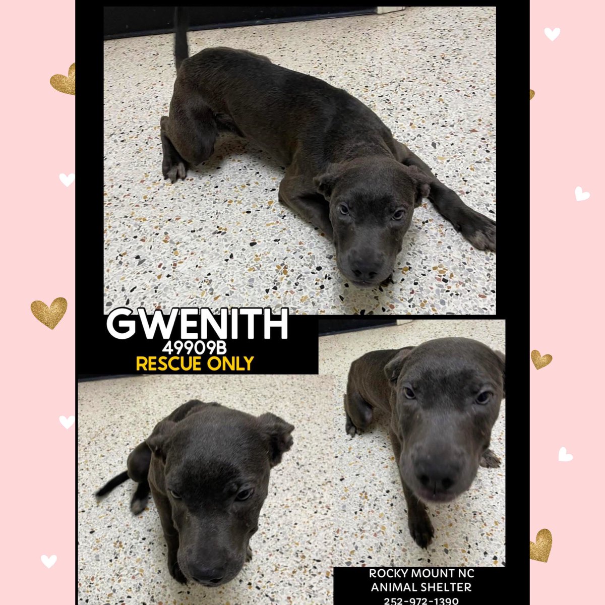 Dubs4Mutts's tweet photo. 🐕‍🦺 GWENITH 🩷 #49909B 🛟
#RockyMount #NorthCarolina
6 mths 23lbs Very shy & sweet!
Friendly, scared of the leash 😢 
Gwenith needs extra love & pets!
‼️ NEEDS OUT ASAP ‼️#RescueOnly Please pledge for rescue 🙏🏽 Can you #Foster?
📧 rmcriticalnetworking@gmail.com for ✈️🚗/ ℹ️ https://t.co/oweb6JOSwg