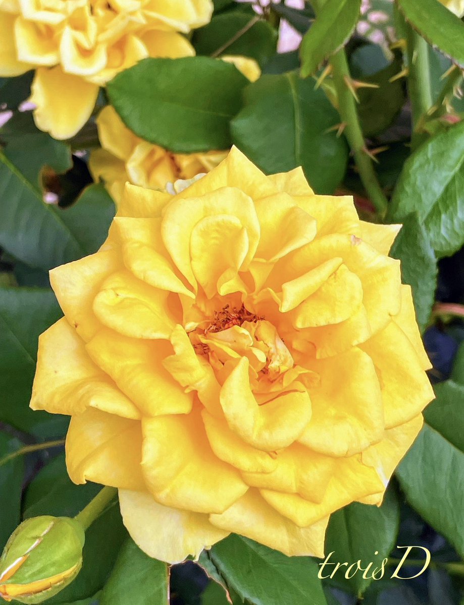 Rose Wednesday…💛🌹
Wishing you all a wonderful Rose Wednesday. Take care. Be kind.🙋‍♀️🌹
#RoseWednesday #Flowers