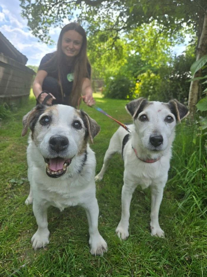 Very urgent, please retweet to help Paddy and Brian find a home together #BigginHill  #Kent #UK 💔💔
We are seeking an urgent long term foster home for brothers who have sadly ended up in rescue at nearly 16 years old after their owner passed away. Kennels is no place for an
