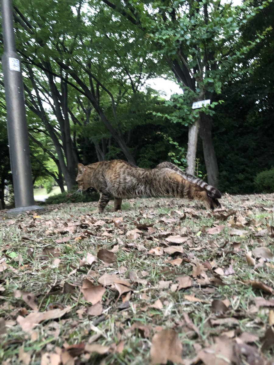 腕立て伏せする猫いた🐱
