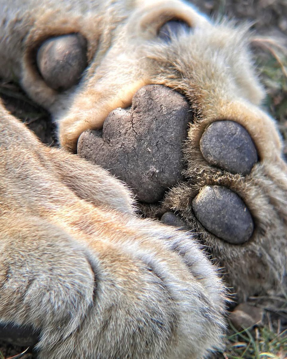 Lions possess remarkably powerful paws. Their front paws feature five toes and five claws, including a unique dewclaw, which acts like a thumb located on the inner side of their front legs.

@caydengcobotappin 

#NambitiReserve #Nambiti #SouthAfrica #Africa #Safari #Big5
