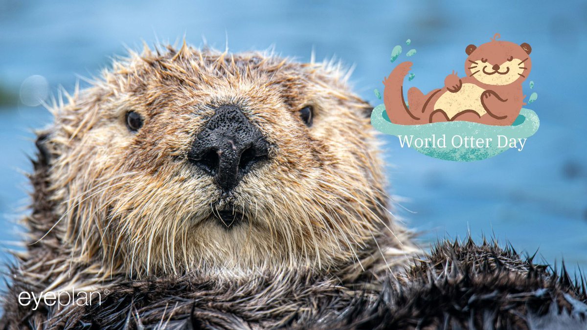 The most adorable eyes in the animal kingdom? #WorldOtterDay #OtterLove 

Photo by Mana5280