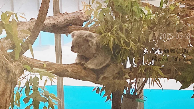 #多摩動物公園 #コアラ #あずま まるでぬいぐるみ 2025-05-18 '-