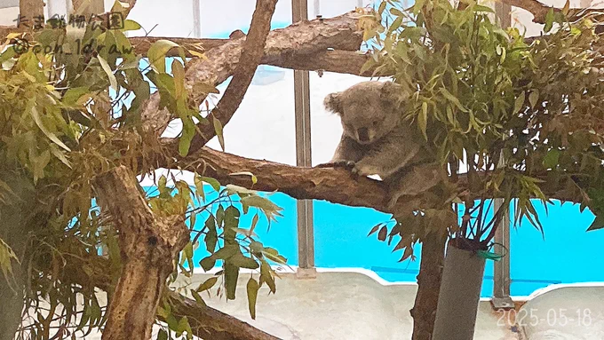 #多摩動物公園 #コアラ #あずま まるでぬいぐるみ 2025-05-18 '-
