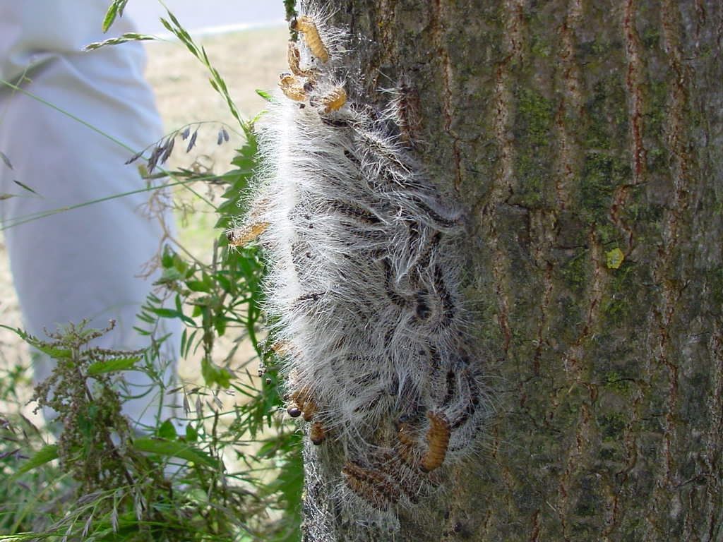 🚨 In Almere Haven zijn eikenprocessierupsen gesignaleerd. De aangetaste bomen zijn gemarkeerd met rood-wit lint. Vooral bij Wittevrouwen (Stichtse Kant) is het raak. Vermijd dit gebied, zeker met honden! 🐶Meer info: almere.nl/eikenprocessie…