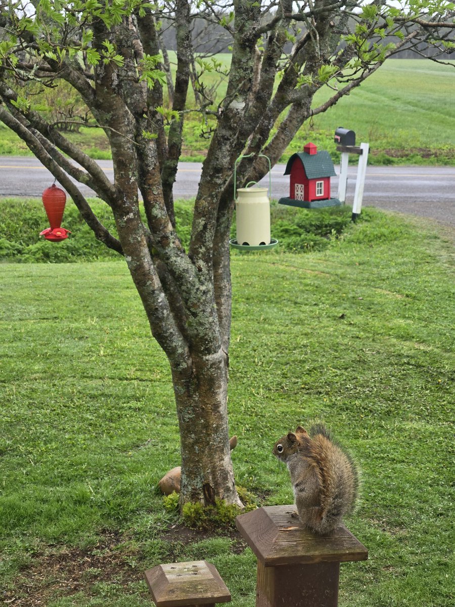theCanadianDoer's tweet image. Just sitting there eyeing up the bird feeders. Have to stop him without live traping him. But how? 🤔 💡⏳️
.
.
#birds #squirrelthoughts #food #surival #feed #ideas #diy #DIY #NatureBeauty #nature #animals