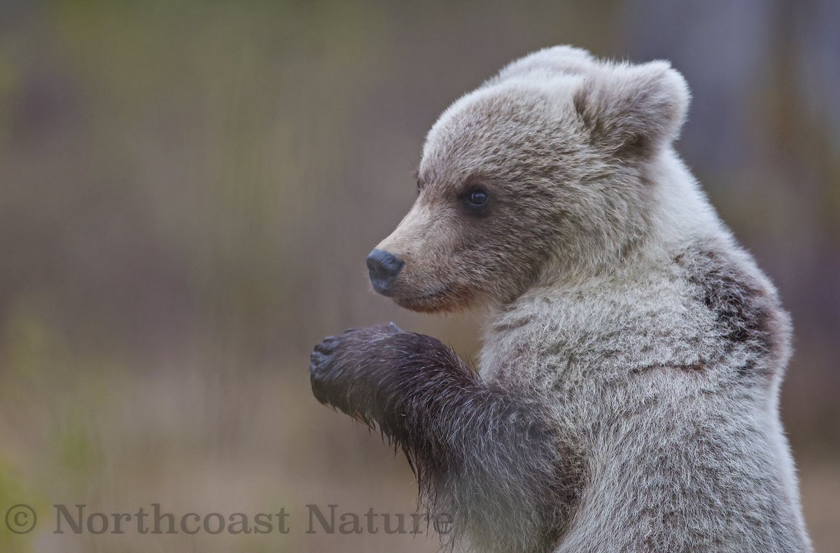 European Brown Bear Cub, NE Finland. <a href="/JakkiMoores/">Jakki Moores 📸</a> <a href="/CanonUKandIE/">Canon UK and Ireland</a> <a href="/mcaleese_anne/">YpamAnnie</a> <a href="/barrabest/">Barra Best</a> <a href="/frances_black/">Frances Black</a> <a href="/BBCSpringwatch/">BBC Springwatch</a> <a href="/VeighDermot/">dermot Mc Veigh</a> <a href="/McginnNicole/">Nicole</a> <a href="/_Stickybeak/">Rathlin Stickybeak</a>