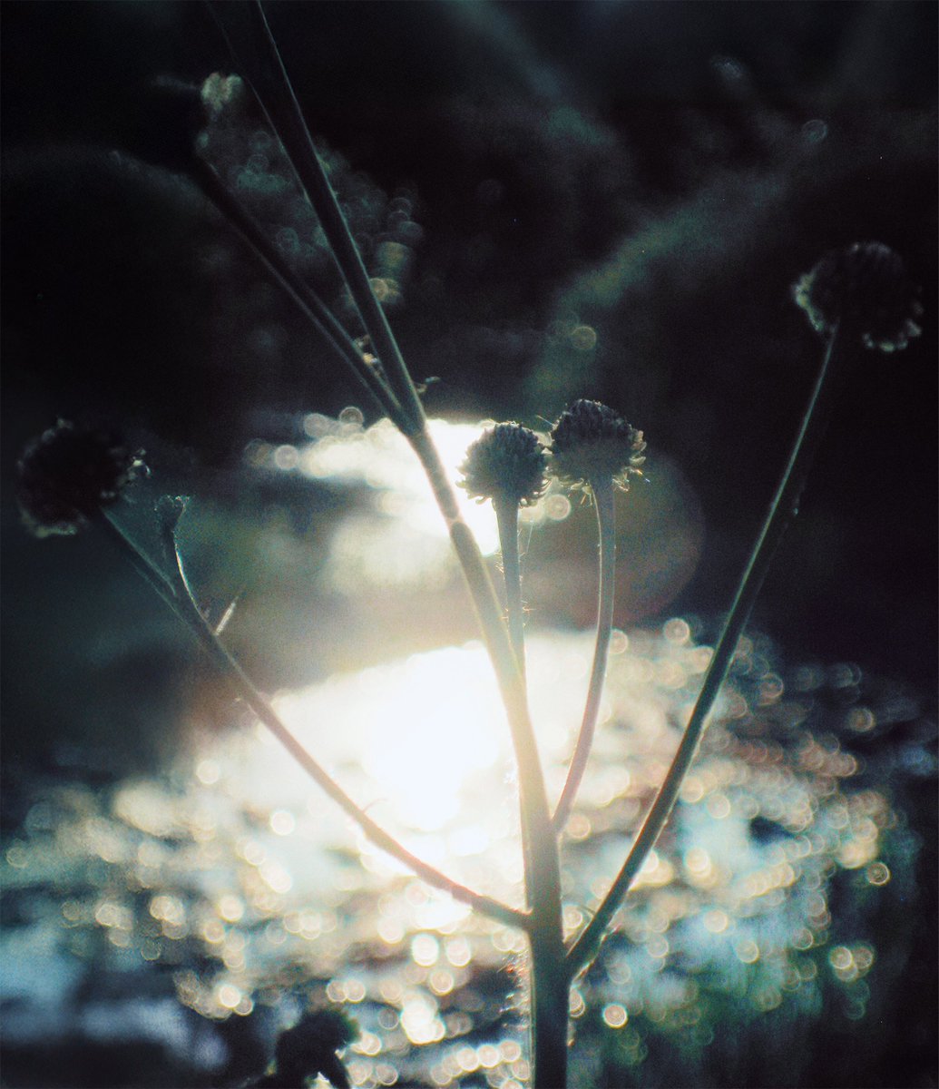 이른 イルン tweet media