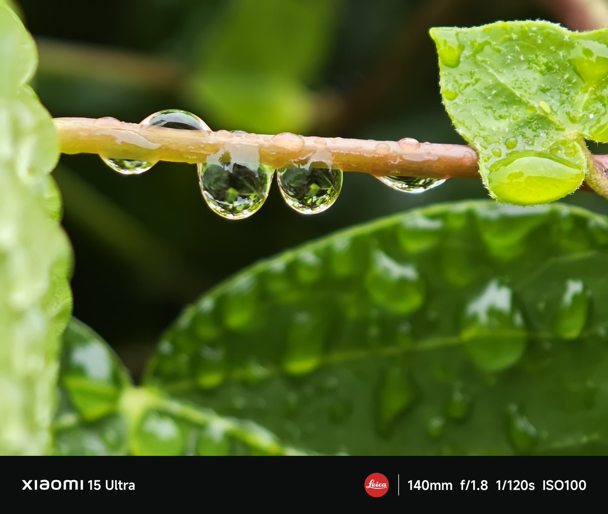 sidlandon's tweet photo. Shot on Xiaomi 15 ultra 
#xiaomi15ultra https://t.co/YwfkyDuE2X