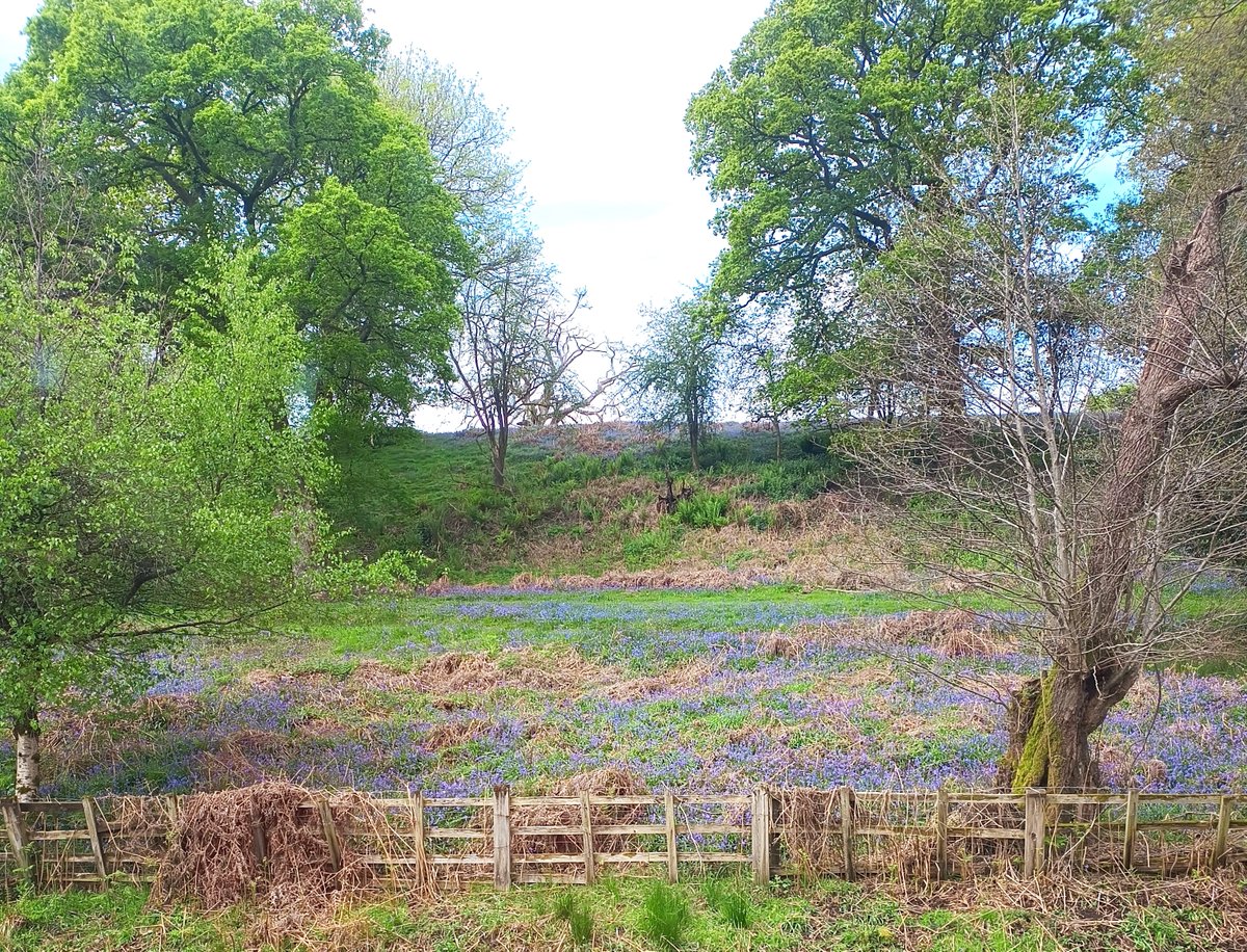 #lornalovesthis #FlowerFriday Dean Forest B;uebells #Flowers #nature #towngarden #authorslife  I write historical fiction - see lornahunting.com