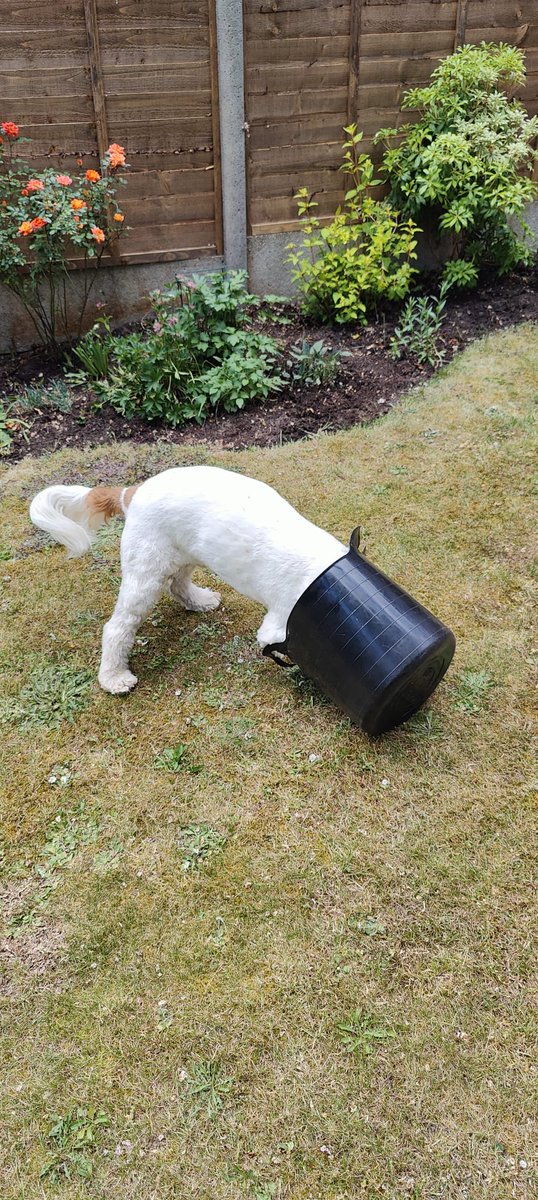 Hello all friends. Hugran has been so busy since Goodwoof festival. She went to Chelsea flower show without me, no dogs allowed 😠 even though Monty made a dog garden and I help her in ours! Then hosted friends from NZ, good times, then lost her phone! Found now in the buggy🤗🐶