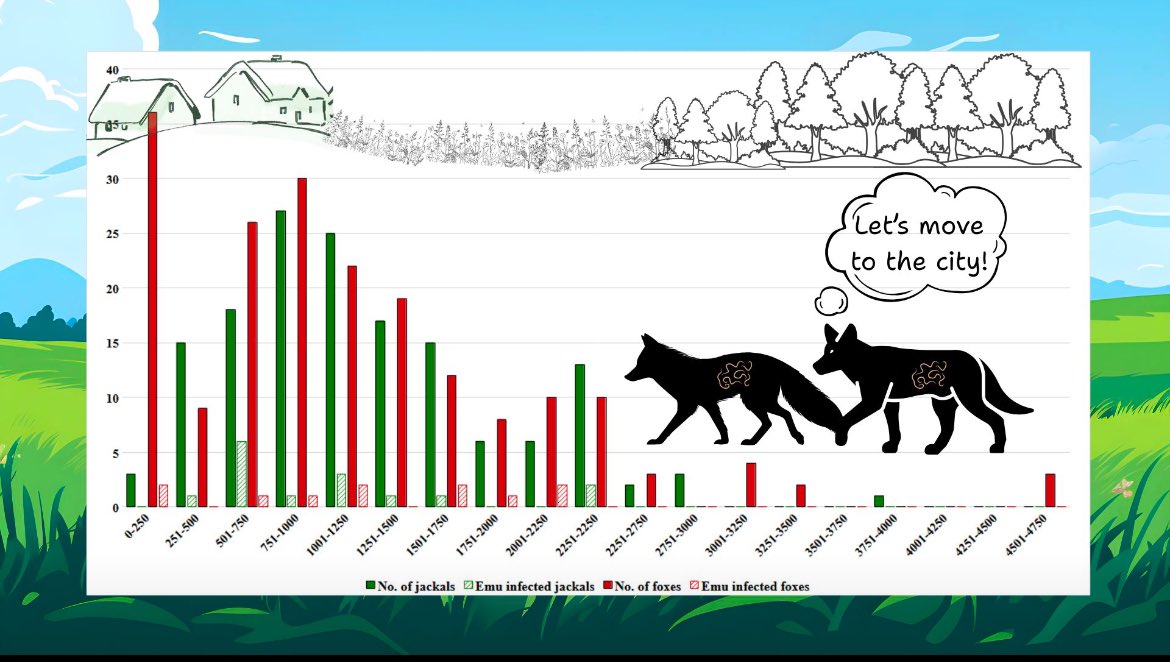 🚨 New preprint! 🚨
We studied how living near humans affects parasite communities in foxes &amp; jackals. More parasites, more crowding, more zoonotic risk! 🦊🐺

🧫 Echinococcus multilocularis likes city life too…

🔗 Read: doi.org/10.20944/prepr…

#OneHealth #Parasitology