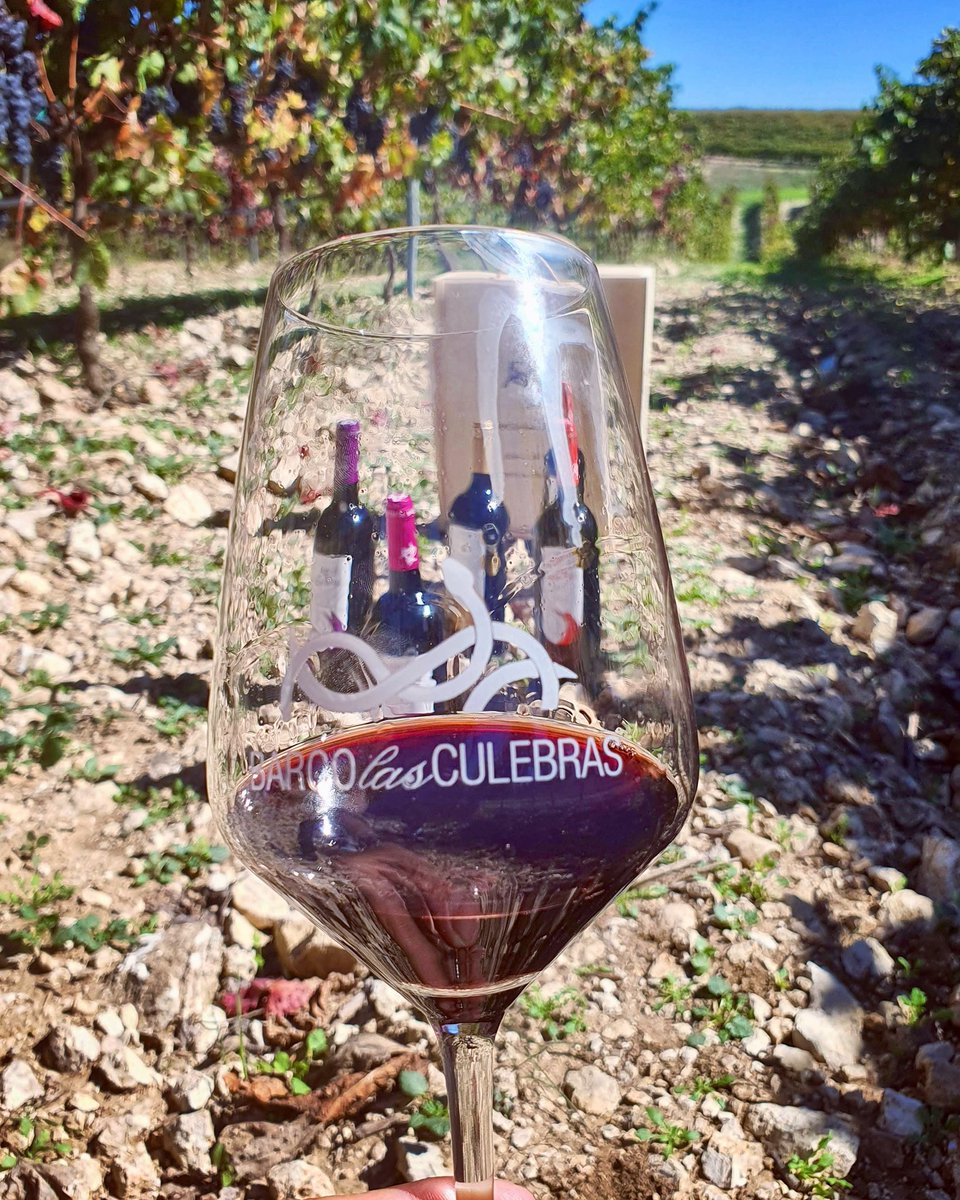 🍇🍷 ¿Buscas el vino perfecto para el verano? La uva Tempranillo puede ser tu mejor aliada. Aunque es conocida por sus tintos con cuerpo, también da lugar a vinos jóvenes, frescos y frutales, ideales para tomar ligeramente frescos en los días calurosos.