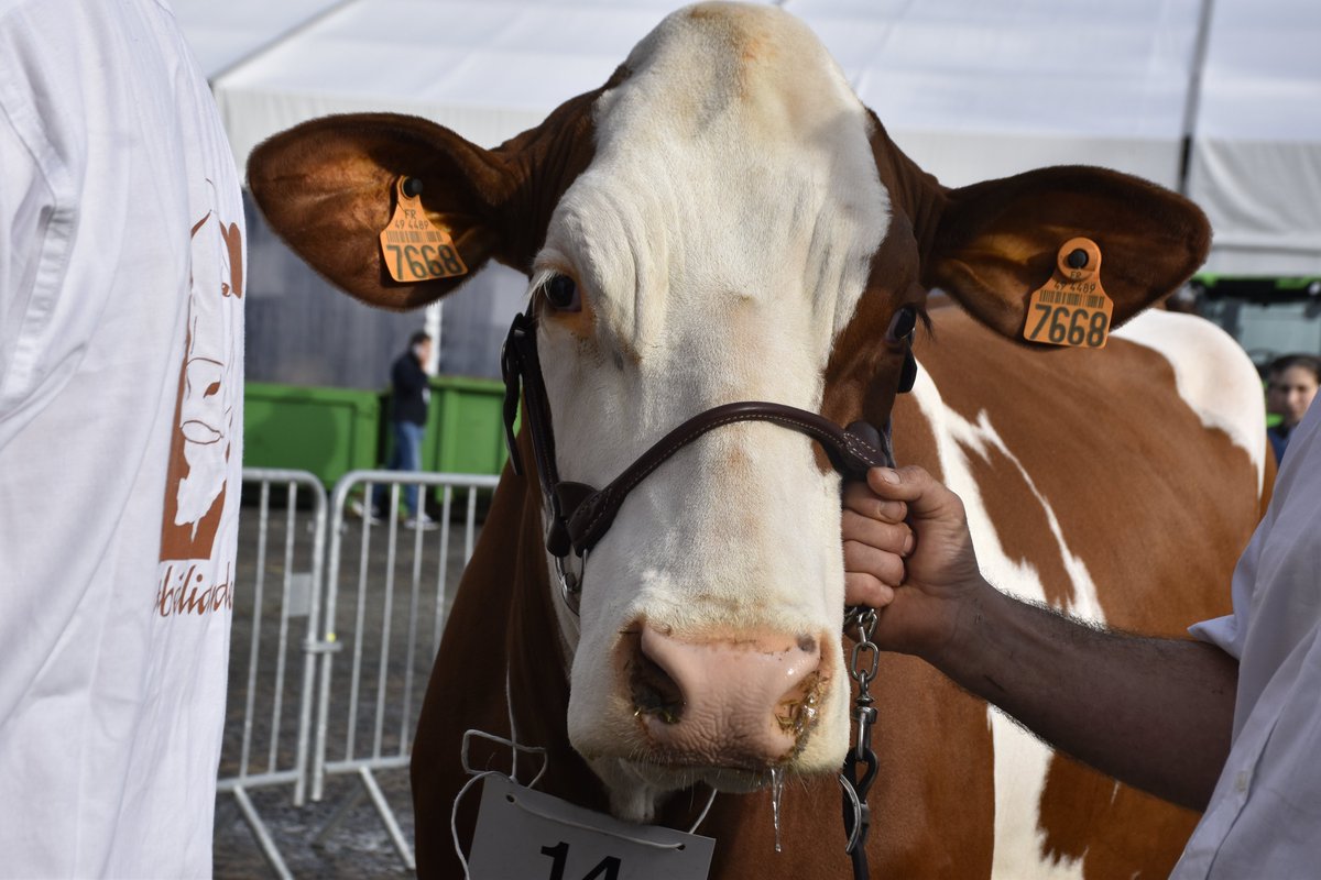 🥛 #JournéeMondialeLait
Un produit simple, naturel, essentiel… et le fruit du travail de nos éleveurs laitiers 💪
À Tech Élevage, on met leur passion à l’honneur 🐄
#WorldMilkDay #TechElevage #ÉlevageLaitier