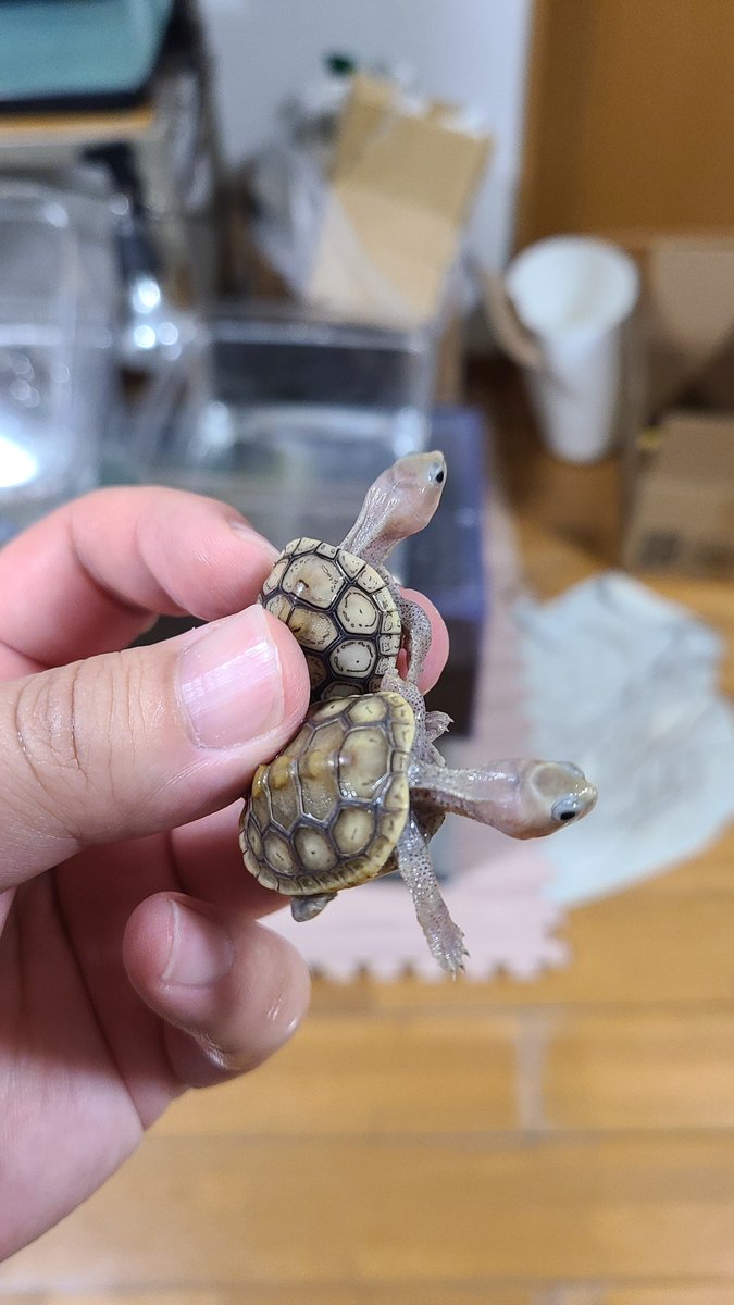 yu_turtle_room's tweet image. 上はピンクヘッド
下は甲羅の色素薄めand白くなりそう
2025CB
オルナータダイヤモンドバックテラピン💎