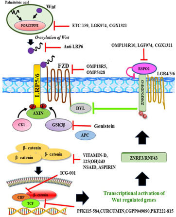 GenesNDiseases's tweet photo. This review extensively describes the structure & functions of R-spondins, highlights the role of RSPO2 in regulating #WntSignaling, and discusses its with implications in #cancerthe growth and progression, of various #cancers and theas well as its potential application of RSPO2 as a #biomarker in #ColorectalCancer.
#OpenAccess: https://t.co/GkIUuo8bFM