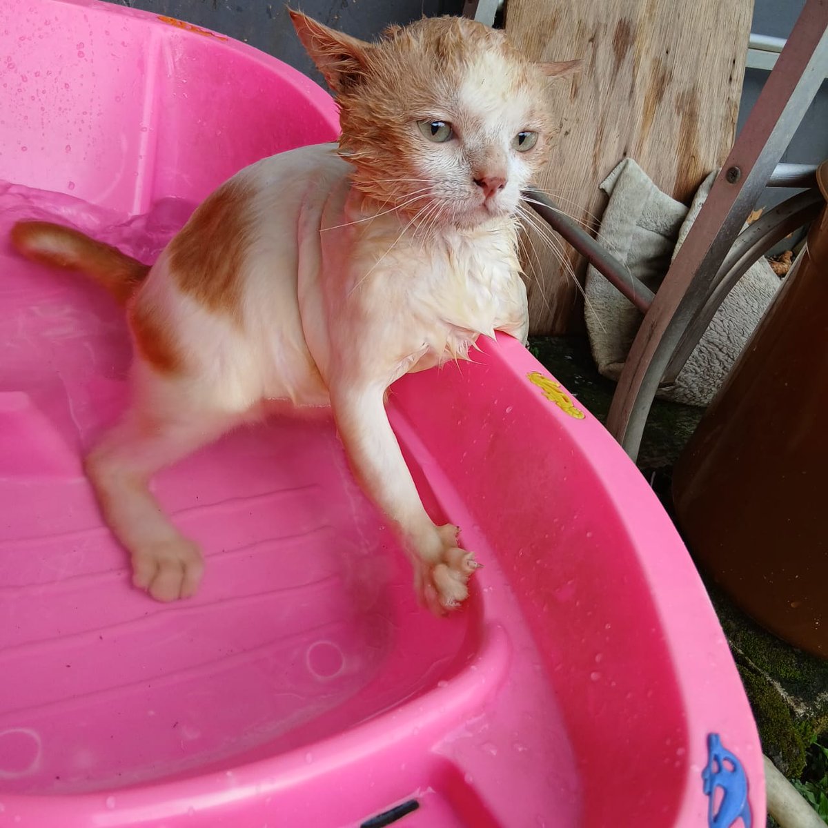 sebenernya aku mau ser kongten pawno aku dah lama, cuman waktu itu aku keburu terkapar tidak berdaya. jadi aku ser sekarang