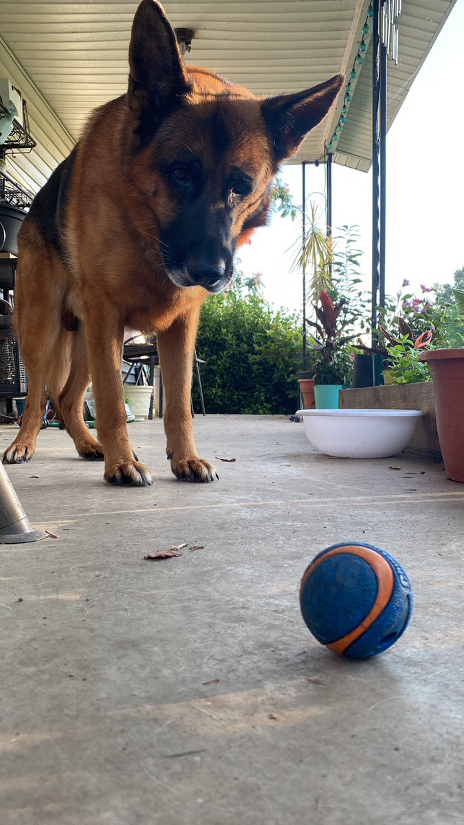 fara_hunter's tweet photo. #ballobsessed
#balltime
#ilovemyball
#GermanShepherd
#gsd #dogs 😍🩵
#cutedogs #love #dogman #puppy
#picoftheday
#cuteness 🩵 https://t.co/1jwq9pD1wt