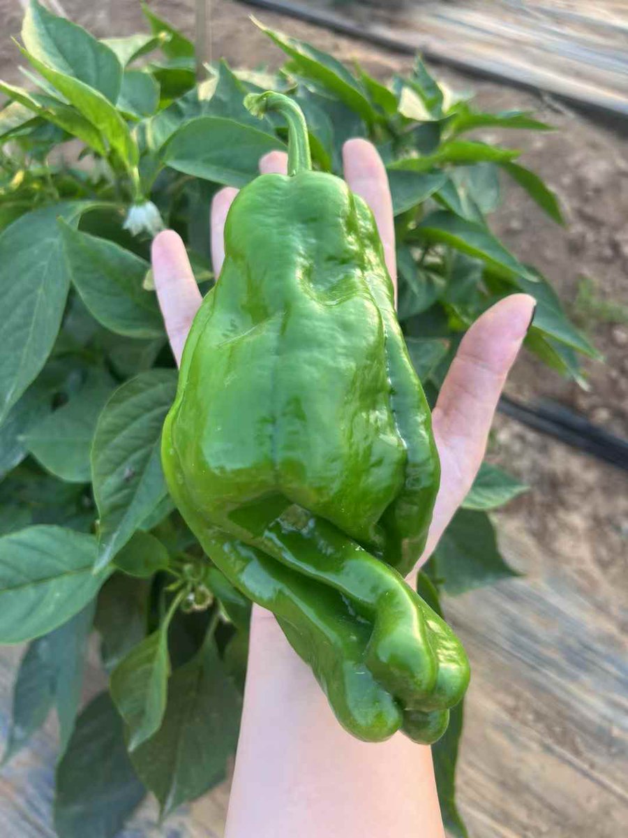 这辣椒太猛了，一个一斤 🥲