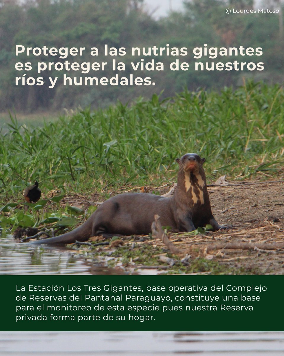 🦦 Día Mundial de la Nutria

En nuestro país la nutria habita el Río Negro, en el corazón del Pantanal paraguayo, parte de uno de los humedales más biodiversos del planeta

💚En el Complejo de Reservas Pantanal Paraguayo de Guyra Paraguay, trabajamos para proteger su hogar