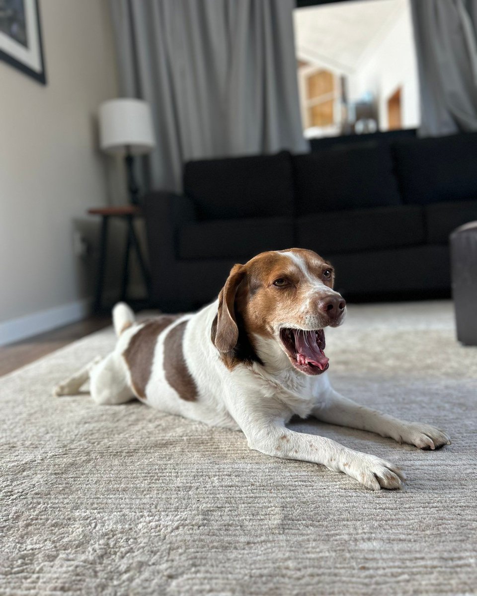 A highly productive #beagle may complete as many as four naps before lunchtime. #beaglefacts 

📷 <a href="/milinealcowboy/">jay</a> / Twitter