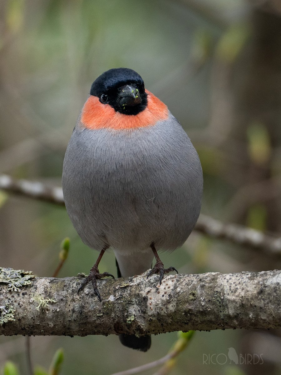 ぽてって感じがたまらなく可愛い♡
#ウソ #野鳥 #野鳥撮影