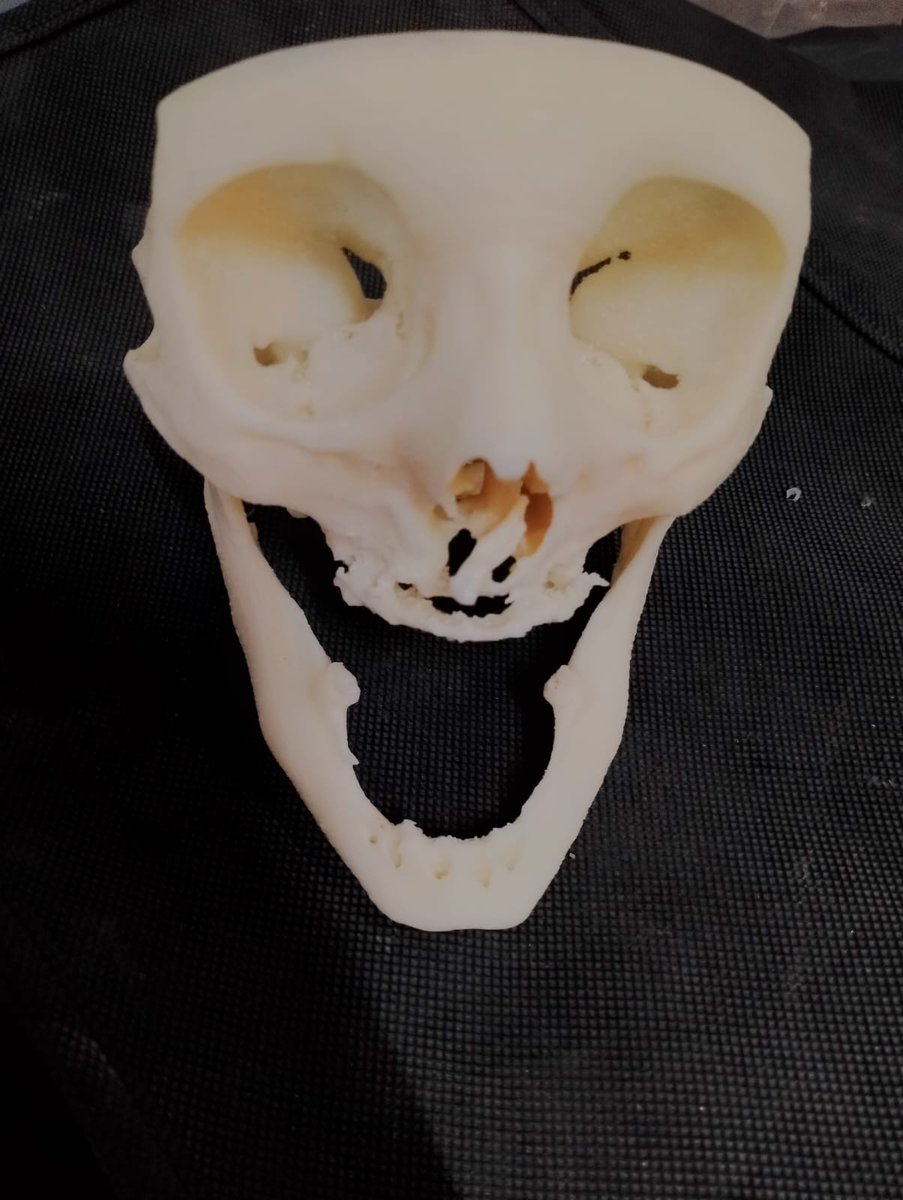 paradise_3d's tweet image. Precision 3D-printed medical models—bridging anatomy and innovation, one layer at a time.🦷🦴 #MedicalPrinting #3dprinting #3dparadise