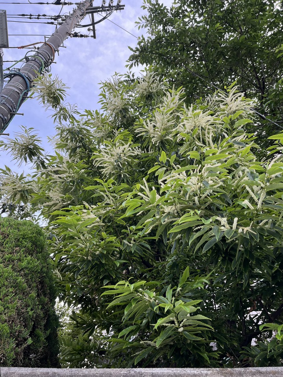 帰り道で、頭上からふわふわが降ってきたから見上げたら、栗の花が満開だった。
秋にはたくさん実がつくのかな。楽しみ🌰うちの木じゃないけど。