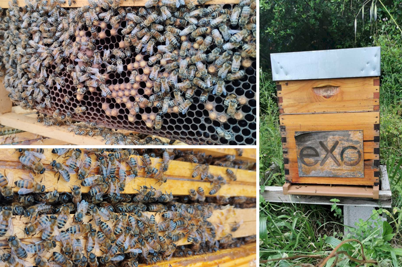 eXo Platform France (@exoplatformfr) on Twitter photo Chez eXo, l’intelligence collective est une réalité vivante, incarnée par notre colonie d’abeilles ! Installée depuis plus d’1 an, avec <a href="/Les_Ecoruches/">Spies Maëva</a> , notre ruche, est ➕qu'un engagement RSE, c'est aussi un modèle de #Collaboration et d’#innovation
👉bit.ly/4mBjSIm Chez eXo, l’intelligence collective est une réalité vivante, incarnée par notre colonie d’abeilles ! Installée depuis plus d’1 an, avec <a href="/Les_Ecoruches/">Spies Maëva</a> , notre ruche, est ➕qu'un engagement RSE, c'est aussi un modèle de #Collaboration et d’#innovation
👉bit.ly/4mBjSIm