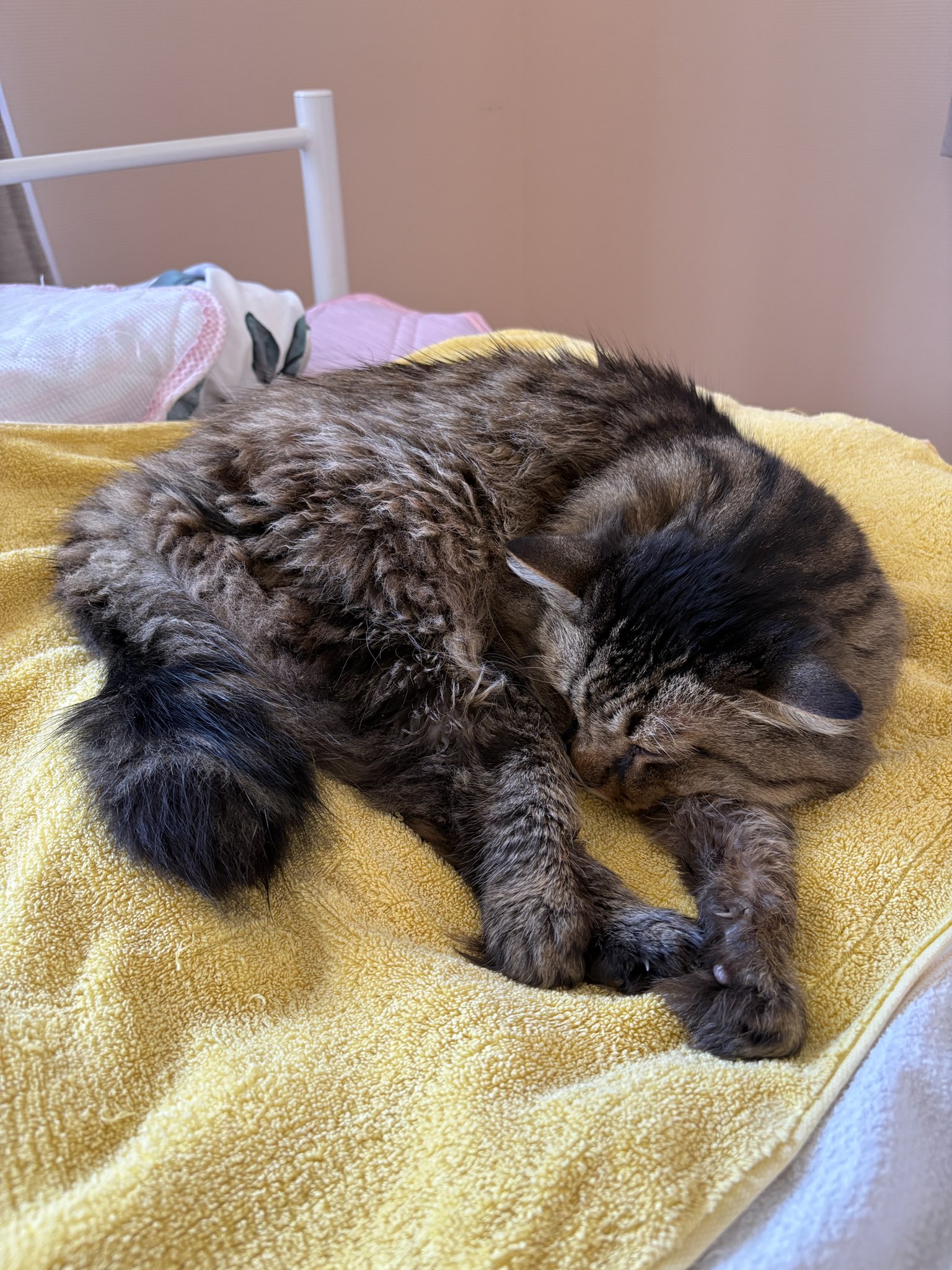 渋谷よしあき (@G2VXdSQ7uTQ1Xlb) / X