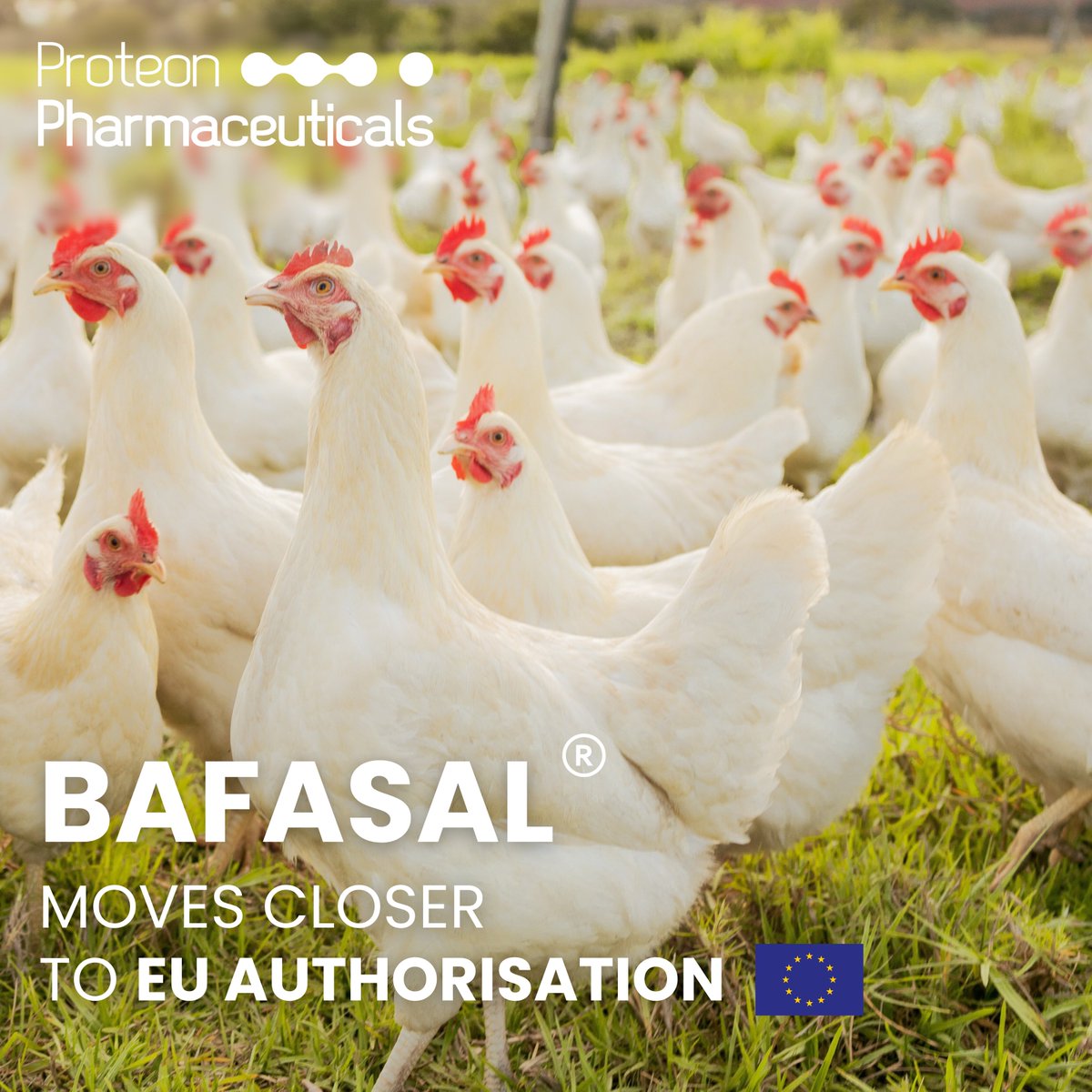 Proteonpharma (@proteonpharma) on Twitter photo BAFASAL® is progressing through the final stages of EU regulatory approval. This represents significant progress for both our team at <a href="/Proteonpharma/">Proteonpharma</a> and the future of #PhageTechnology in Europe.
Learn more: proteonpharma.com/bafasal-moves-…
#Bacteriophages BAFASAL® is progressing through the final stages of EU regulatory approval. This represents significant progress for both our team at <a href="/Proteonpharma/">Proteonpharma</a> and the future of #PhageTechnology in Europe.
Learn more: proteonpharma.com/bafasal-moves-…
#Bacteriophages