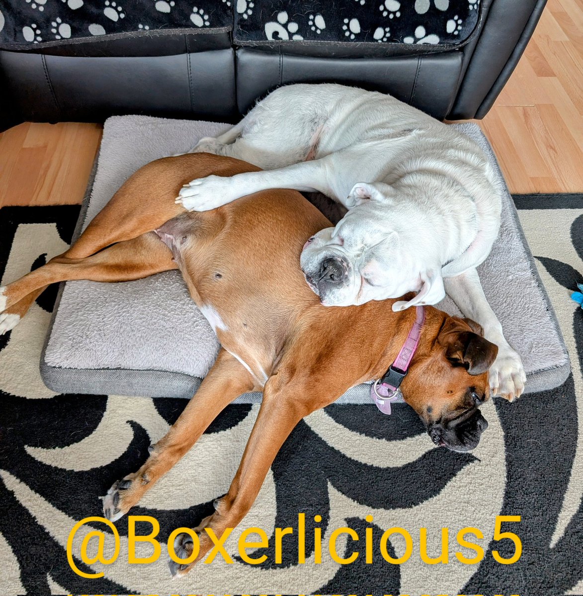 Boxerlicious5's tweet image. Wednesday cuddles 🐾 #Boxerdogs #dogsofX