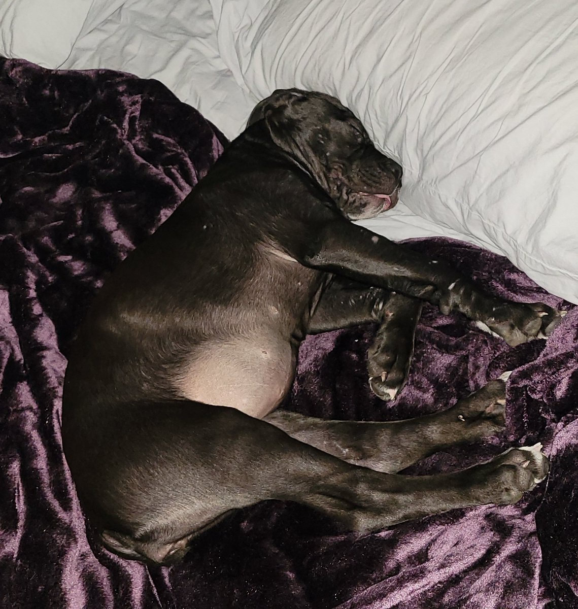 Novacane got to try out our bed for about 5 minutes this morning, this dog loved every second of it!  😂 #CaneCorso #Novacane