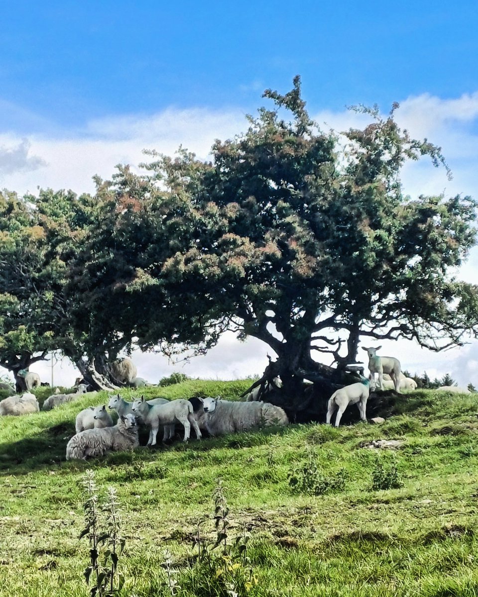 Hello sheep. #wales