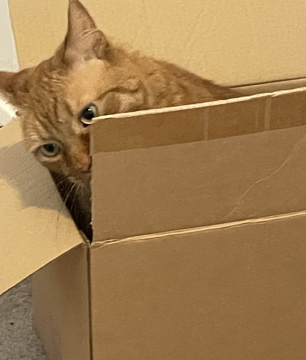 JacK_GingerCat's tweet image. Chums! 📦 A box! 📦
Human was hiding an empty box….. I found it….. 😻
JacK 🐾🐾
#CatsOfTwitter #CatsOfX