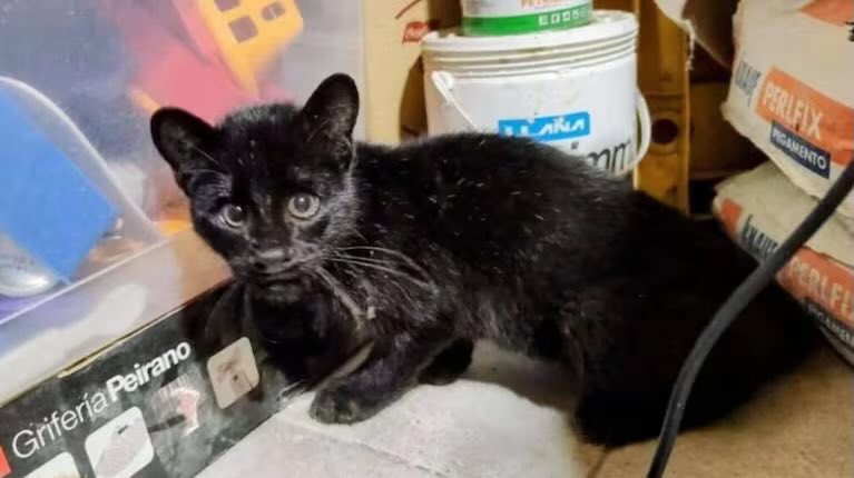 porqueTTarg's tweet photo. "Gatito"

Porque una argentina encontró un "gatito", lo subió a las redes, y le avisaron que ese animal era un gato montés: la mujer se tuvo que dar la antirrábica ya que el felino la había arañado, y lo entregó a Temaiken: "Mi marido me había dicho que no tenía cara de gato...". https://t.co/IkbS0WXY90