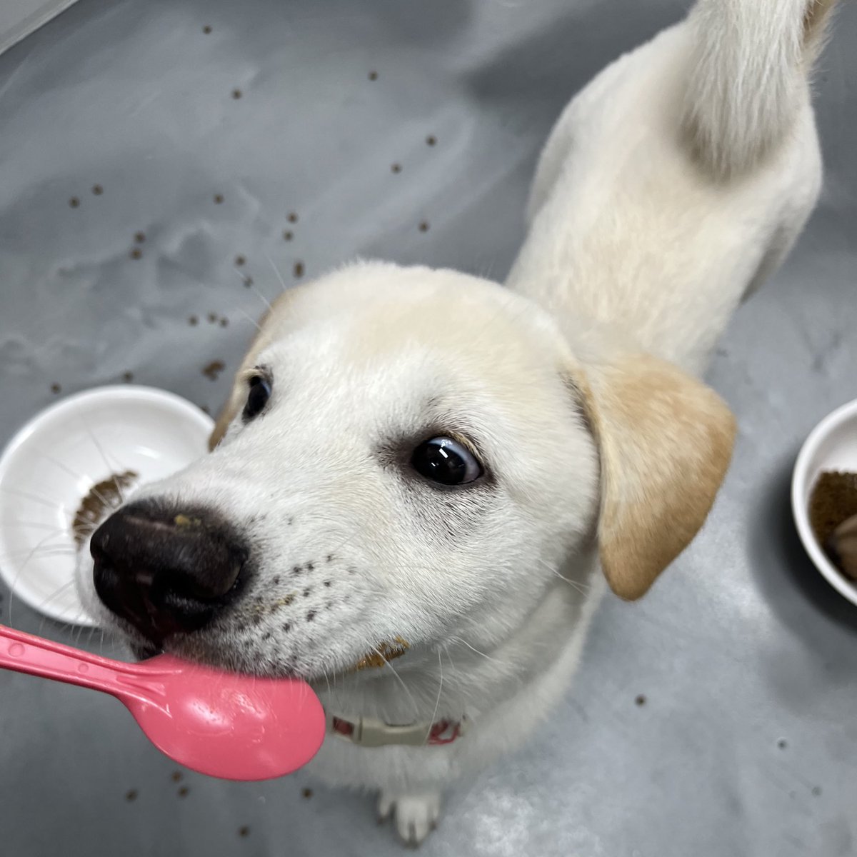 #가족찾는에디
🐶남아/4개월
인생 첫 습식캔의 맛〰️
