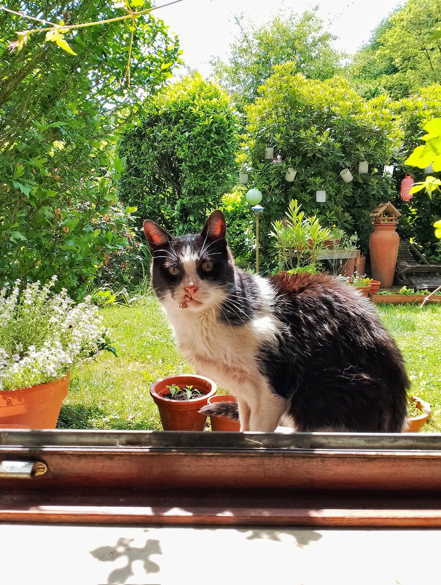 Hannes looks out of the garden through the window. #CatsOfTwitter #CatsOfX