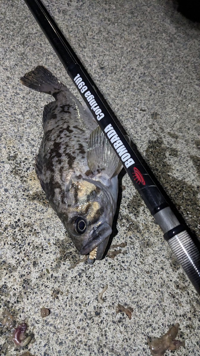 コリンガ 69 Coringa ボンバダ m84361421713_1.jpg?1752896238