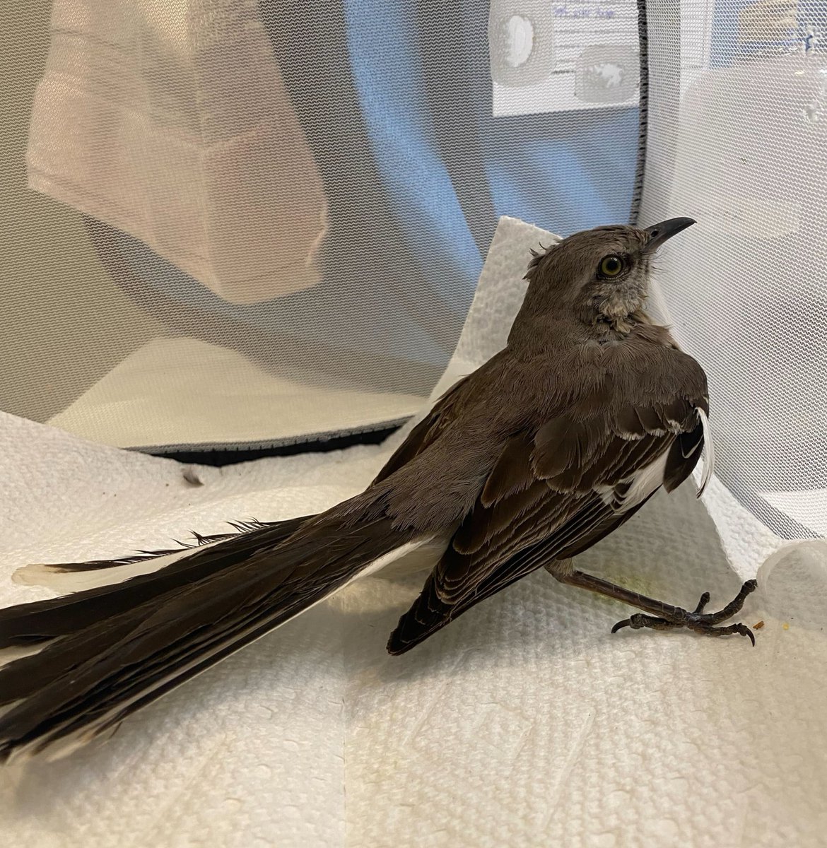 wildbirdfund's tweet photo. It’s lanternfly tape season again, which means birds, native insects, bats and other small mammals falling victim to the wildly misguided practice of wrapping trees in sticky tape in a pointless effort to control one pest.

Enter this Northern mockingbird… 

📷: Suzanne Highland https://t.co/2VlzrjQV1R