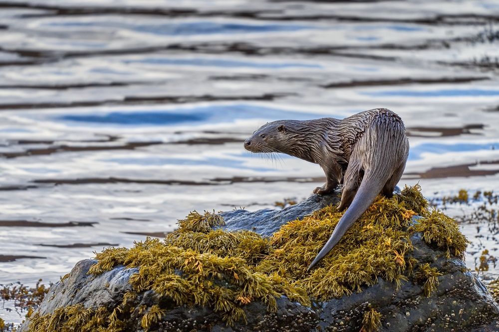 💡 #DYK otters are a keystone species &amp; the UK's largest carnivores?

💧Most of our otters are found along the coast but they also live in lakes, rivers &amp; canals 

❌They're threatened by pollution, human disturbance &amp; overfishing of their prey sources 🐟🦪🦀

#WorldOtterDay