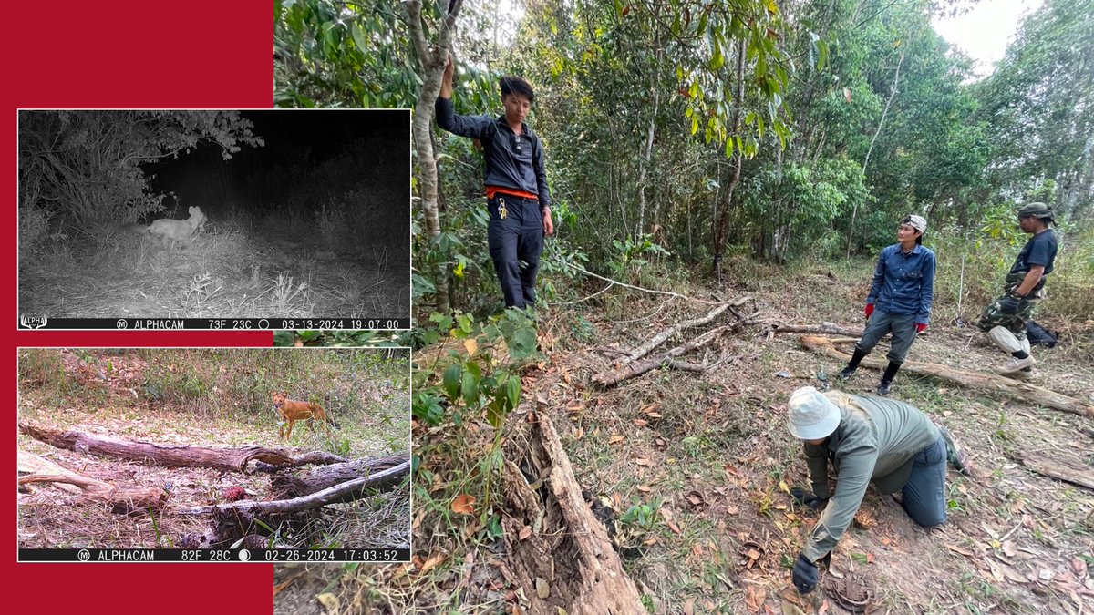 Cornell Yang Center for Wildlife Health (@wildlifecornell) on Twitter photo For #WorldDholeDay, Dr. Martin Gilbert, our Wild Carnivore Health Specialist, reports from Thailand's Phu Khiao Wildlife Sanctuary on efforts to capture a dholeāfor a study to understand the endangered species' needs and the threats it faces. <a href="/cornellvet/">Cornell University College of Veterinary Medicine</a> bit.ly/4dGaBdY For #WorldDholeDay, Dr. Martin Gilbert, our Wild Carnivore Health Specialist, reports from Thailand's Phu Khiao Wildlife Sanctuary on efforts to capture a dholeāfor a study to understand the endangered species' needs and the threats it faces. <a href="/cornellvet/">Cornell University College of Veterinary Medicine</a> bit.ly/4dGaBdY