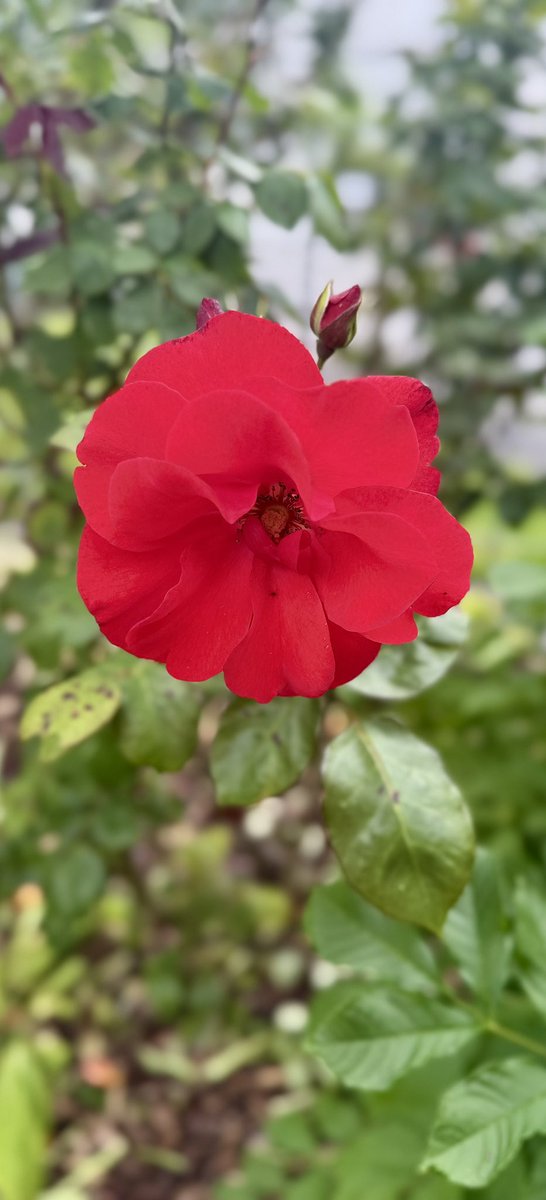 KurtSpirig's tweet photo. more than #flowers
https://t.co/1D7lBdWdpr https://t.co/TDYg5kYBn7