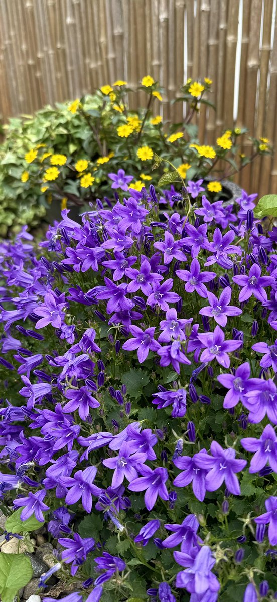 KurtSpirig's tweet photo. more than #flowers
https://t.co/1D7lBdWdpr https://t.co/TDYg5kYBn7