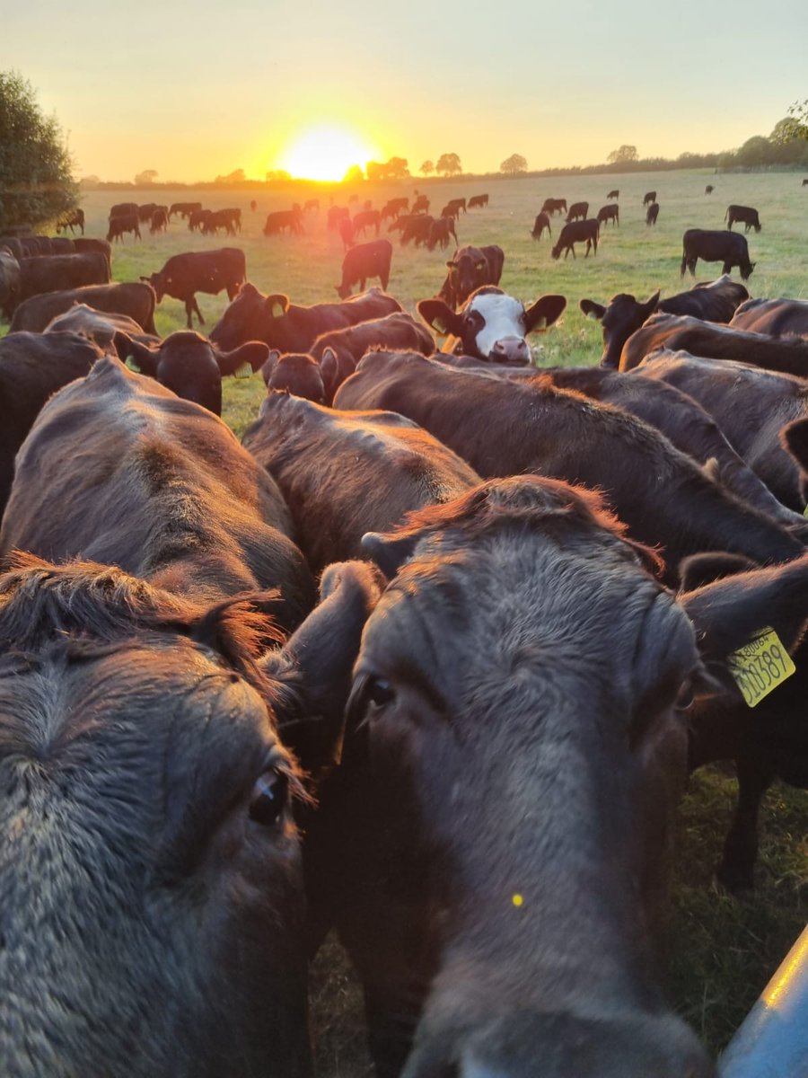 River Thame CT (@riverthamect) on Twitter photo Join us at Lopemede Farm for <a href="/OpenFarmSunday/">OpenFarmSunday</a> – Sun 8 June, 10–3! 🌾
👣 Explore river wildlife with hands-on clay modelling & mini-beast activity
🚜 Meet local farmers restoring nature & improving soil health
🎟 Free entry | 📍 Thame OX9 3SH Join us at Lopemede Farm for <a href="/OpenFarmSunday/">OpenFarmSunday</a> – Sun 8 June, 10–3! 🌾
👣 Explore river wildlife with hands-on clay modelling & mini-beast activity
🚜 Meet local farmers restoring nature & improving soil health
🎟 Free entry | 📍 Thame OX9 3SH