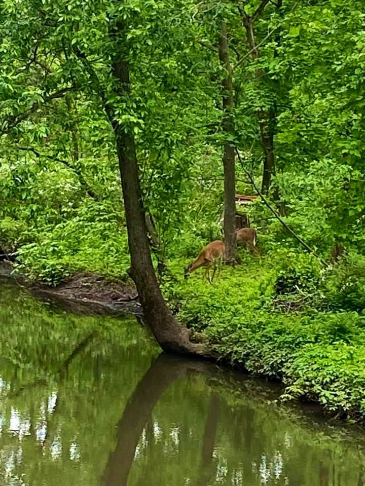 I wonder if these were the two deer 🦌 🦌that were eating my perennials￼?